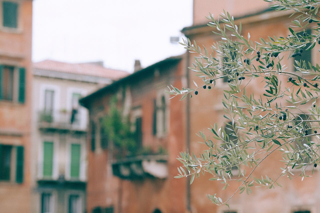Close-up of olive branch with blurred rustic building backdrop, evoking Mediterranean charm.